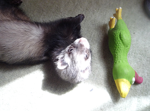 日差しをあびるワタシ