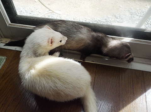 ほらハル、いい天気だね。