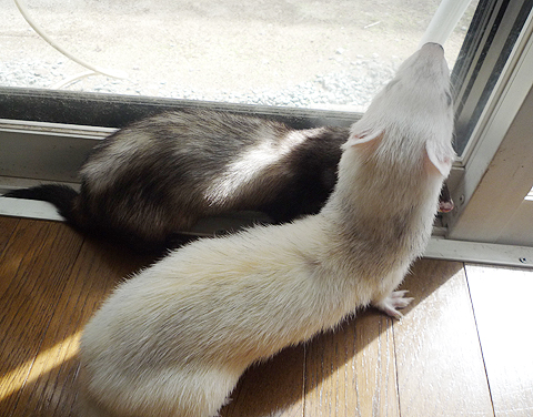 外に出たいなぁ…。