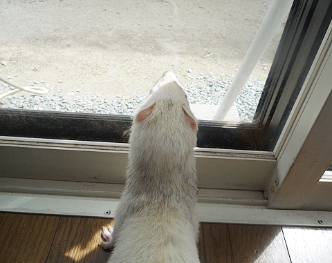 ハル、来てごらん。