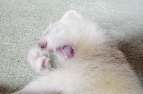 ギャアアア！！