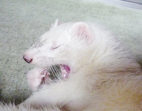 グエエエェェ！！