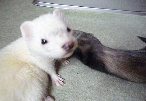 ね、変でしょ？