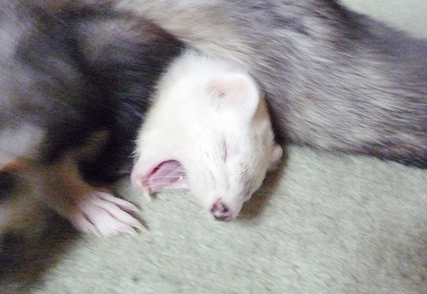 グアッッッッ！