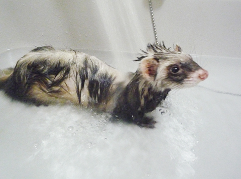 シャワー、じゃー！