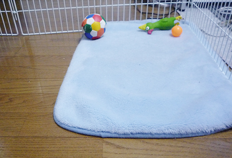 ここにも居ない。