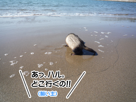 ハル、海に帰る