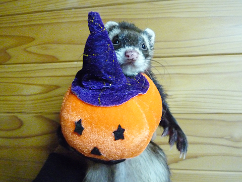 ハッピーハロウィン！