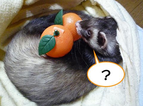 あれっ、みかん…