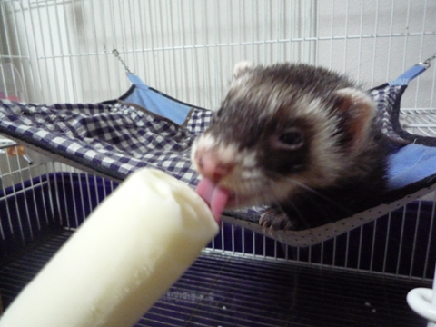 アイスぢゃないですか！