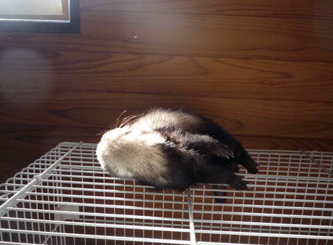 日差しを浴びながら毛づくろい