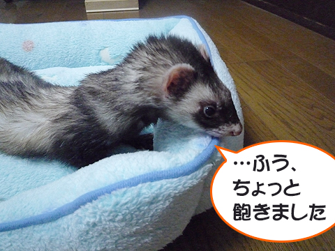 ちょっと飽きた