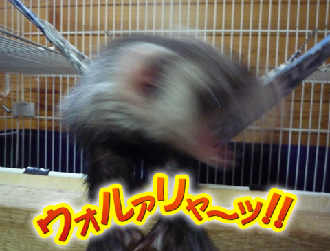 ウォリャアァー！