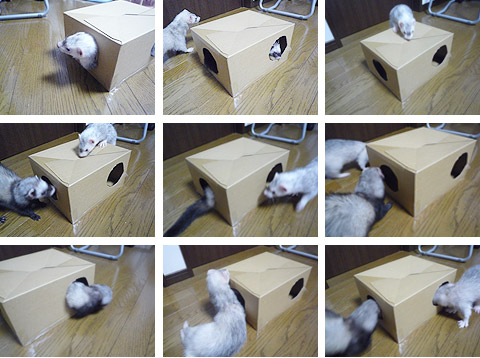 たくさん楽しい