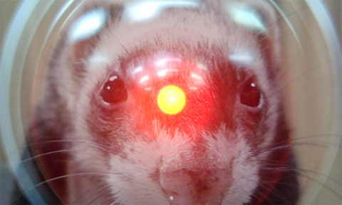 デイジー、デイジー… デイジー、デイジー…