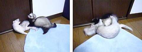 取っ組み合いのバトル! 取っ組み合いのバトル!