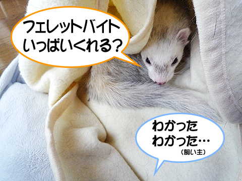 交換条件はフェレットバイト