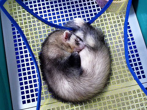 まだメッシュのハンモック