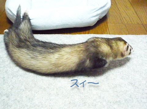 胴体長いでしょ、っていうか手足が短い？