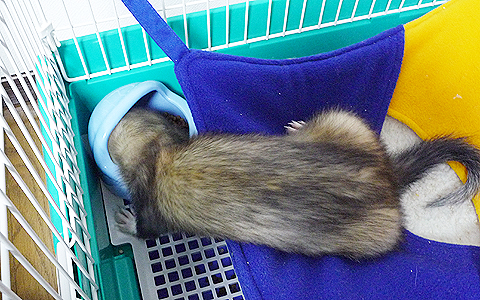 ハンモックから降りるのも面倒です