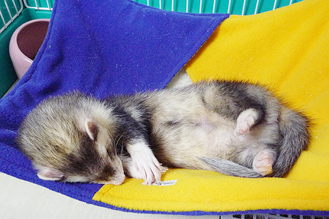 はぁ?、食った。