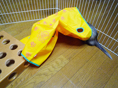 シャカシャカシャカ…