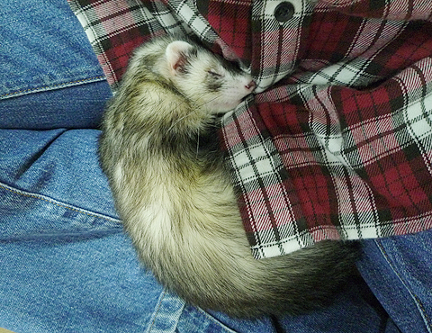 イタチ寝入りです