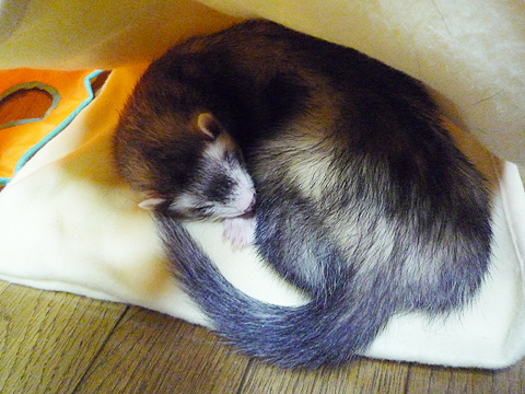 おやすみなさい