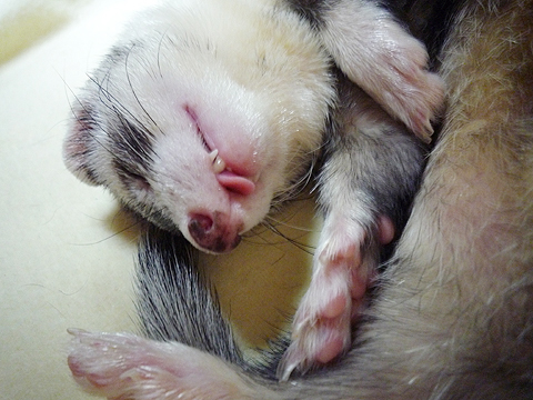 ペロペロ、あぁ?おしい♪