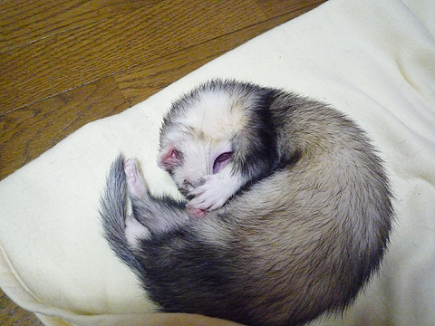 ウトウトしてきました