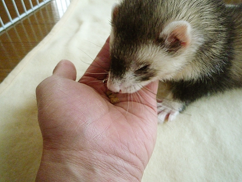 ポリポリポリ…