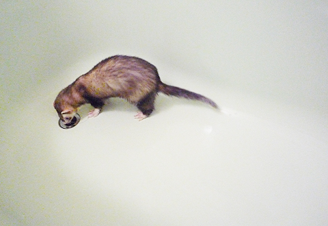 クンクンクン…