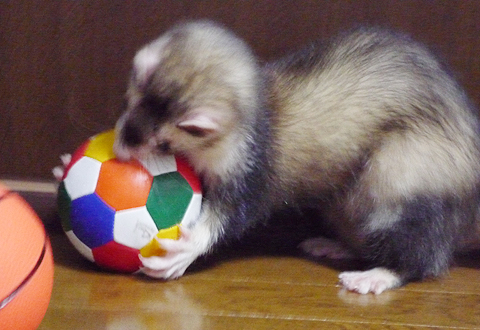 がっちりキープ