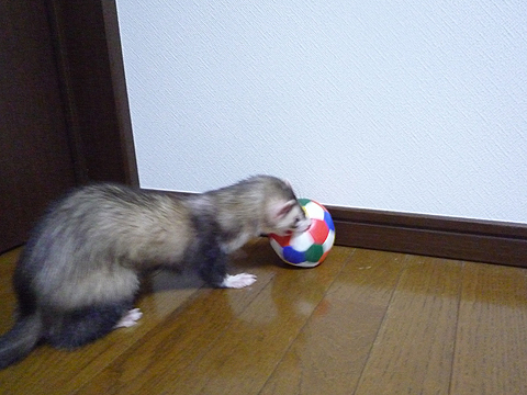 コロコロコロ…