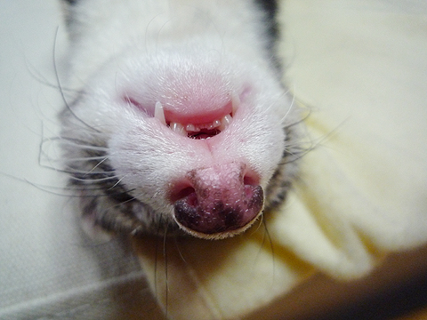 (´Д｀；)ﾊｱﾊｱ