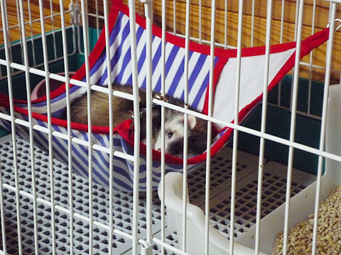 ハンモックの上でゆったり