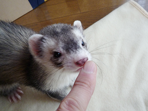 あれっ、もう終わり？