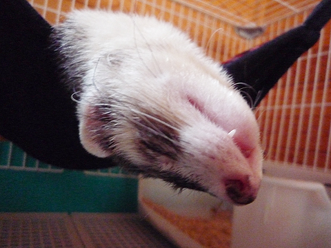 そろそろ限界かも