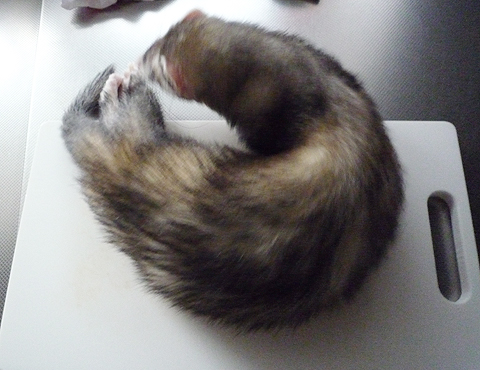 に・に・逃げろ?！