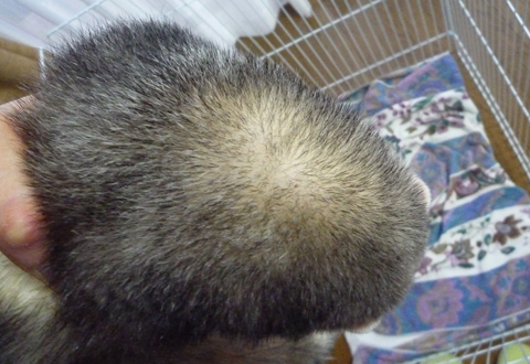 ボワンボワンでモッフモフ