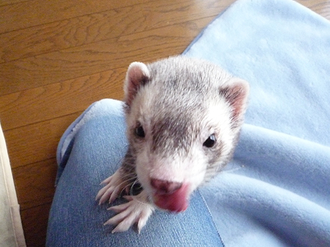 あの?、フェレットバイトはもうないの？