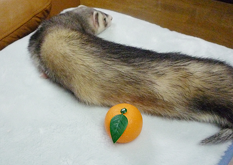 こっちは背中です