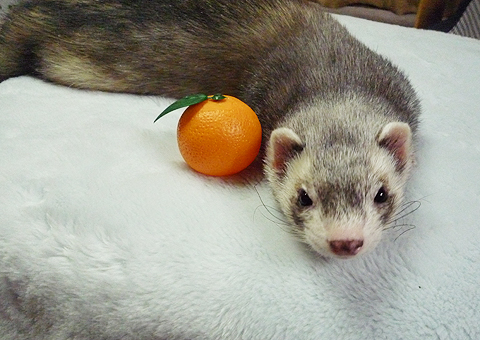 ちゃんとカメラ目線