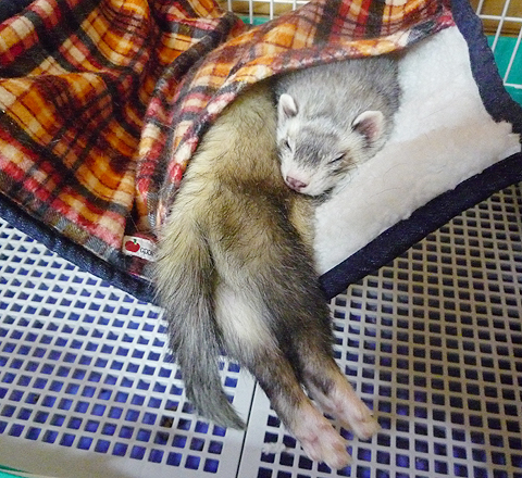 2匹いるように見えるでしょ