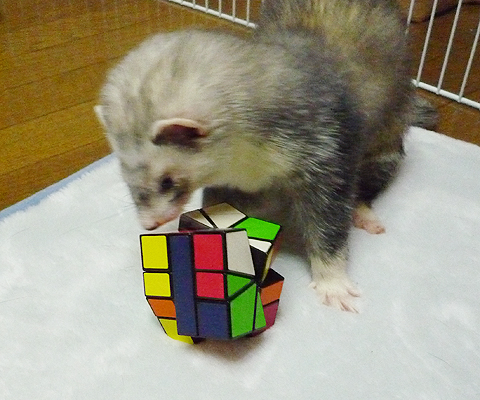 なかなか手ごわそうです