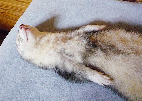 グースカ、グースカ