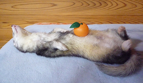 ミカン on the お腹