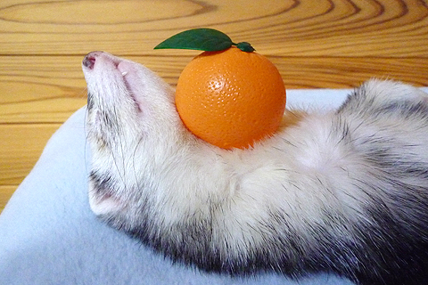 寝てるからどうでもいいです