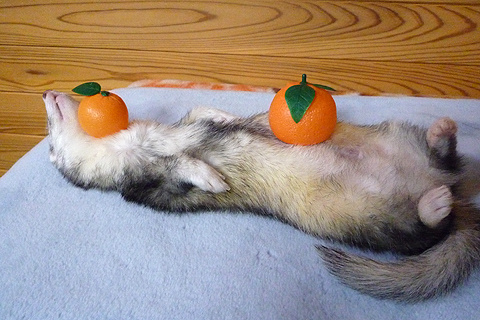 ゆずだったら風邪に効くかな