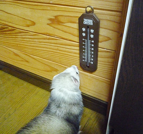 今日は何度かな？